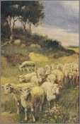 Splendid Sheep Postcard