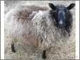 Spring Ewe