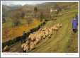 Spring Sheep Drive Kentmere Lake District