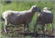 Stillmeadow Wlamb Two Finn Ramb Lambs