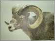 Stone Sheep Ram Bateman