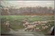 Suffolk Sheep with Lambs