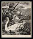 Swans with Sheep