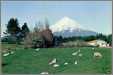 Taranaki New Zealand Lambs and Sheep