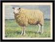 Texel Ram