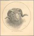 The Domestic Merino Ram