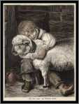 The Pet Lamb1