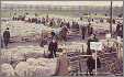 The Sheep Fair at Lincoln Lincolnshire Early 1900S