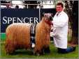 The Wensleydale Breed Standard