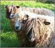 Three Lincoln Ewes