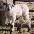 Three Quarter Teeswater Ewe Lamb