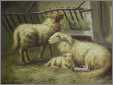 Tunis Ewe with White Ewe with Lamb