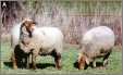 Tunis Sheep Grazing