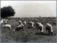 Tupping Time in Romania Sheep