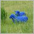 Two Blue Sheep