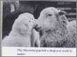 Two Marima Pups Kiss Ewe Sheep