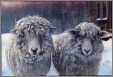 Two Sheep in Snow