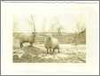 Two Sheep in Winter