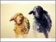 Two Sheep Watercolor