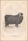 Vermont Merino Ram