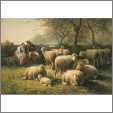 Very Nice Sheep Picture