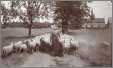 Vintage Sheep Scene