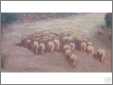 Walker Herding Sheep