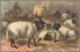 Wallachian Flock with Shepherd