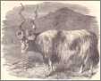 Wallachian Sheep Print