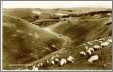 Wardells Sheep Grazing on the Devils Dyke Brighton