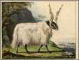 Water Color of Straight Fleece Ram with Raka Type Horns