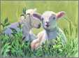 Watercolor Painting Two Sheeps on Meadow