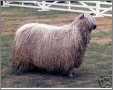 Wensleydale Sheep