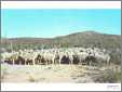 West Texas Sheep