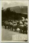 Westbury White Horse and Sheep