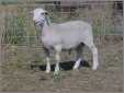 White Dorper Ram Lamb 2005