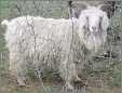 White Mohair Goat Nanny