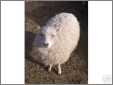 White Shetland Ewe