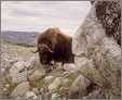 Willie Musk Ox in Ambush