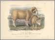 Wiltshire Sheep