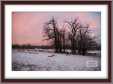 Winter Sheep Grazing Under Pink Skys