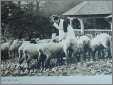 Woman Hand Feeding Sheep