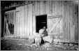 Woman in Barn Doorway with Sheep