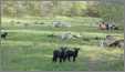 Wonderful Black Twin Lambs