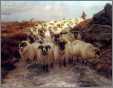 Wonderful Sheep and the Shepherd