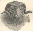 Woodcut Merino Ram Sheep