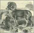 Woodcut Pamir Wild Sheep 1896