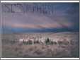 Wyoming Sheep