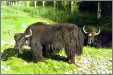 Yak Grazing