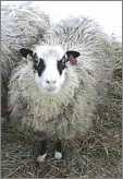 Yuglet Shetland Ewe